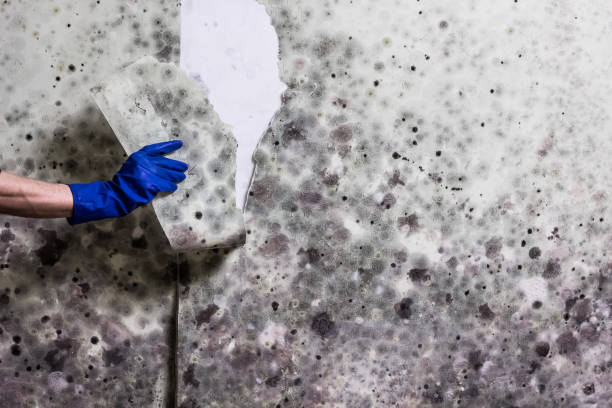Best Emergency Mold Removal  in Castalia, OH